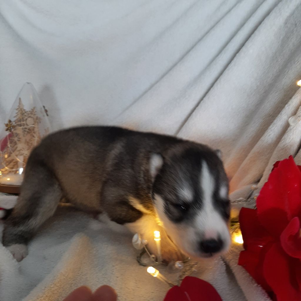 Of The Southern Mountain - Chiot disponible  - Siberian Husky
