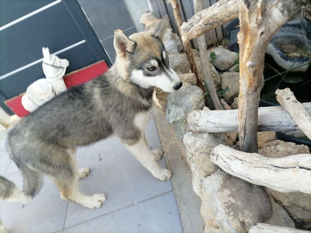 Of The Southern Mountain - Chiot disponible  - Siberian Husky