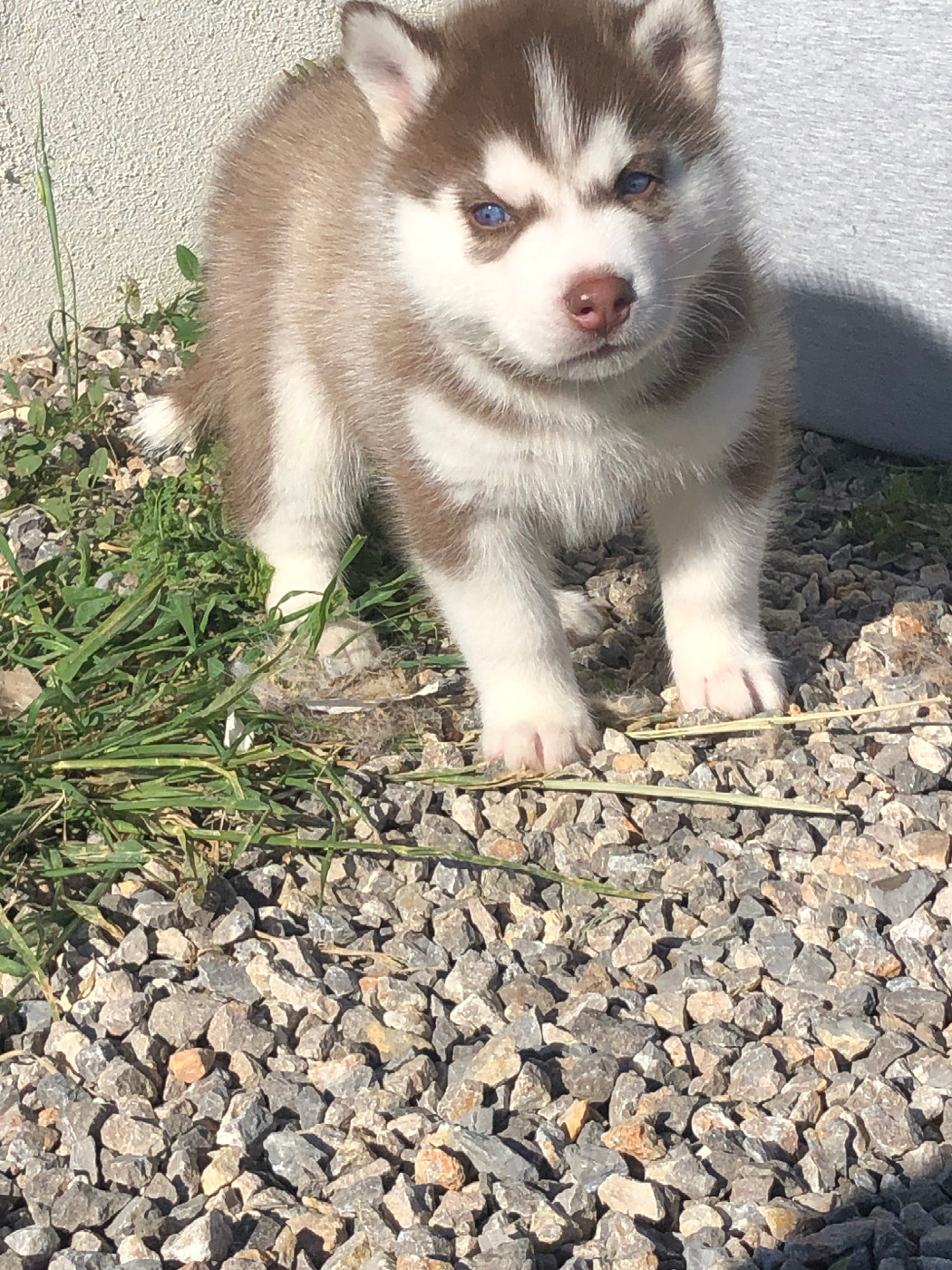 Of The Southern Mountain - Chiots disponibles - Siberian Husky