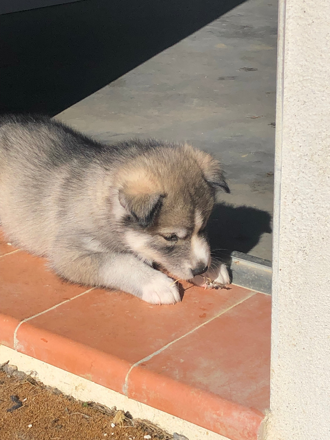 Of The Southern Mountain - Chiots disponibles - Siberian Husky