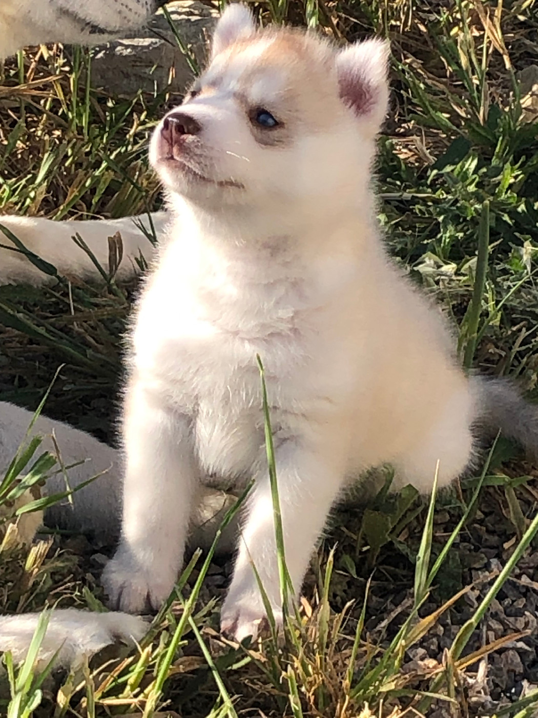 Of The Southern Mountain - Chiots disponibles - Siberian Husky