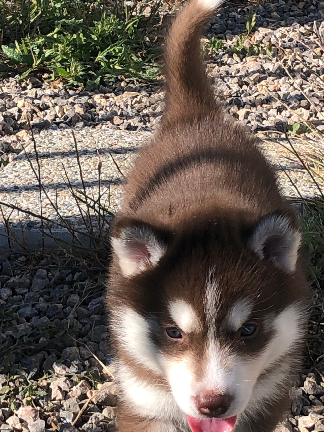 Of The Southern Mountain - Chiots disponibles - Siberian Husky