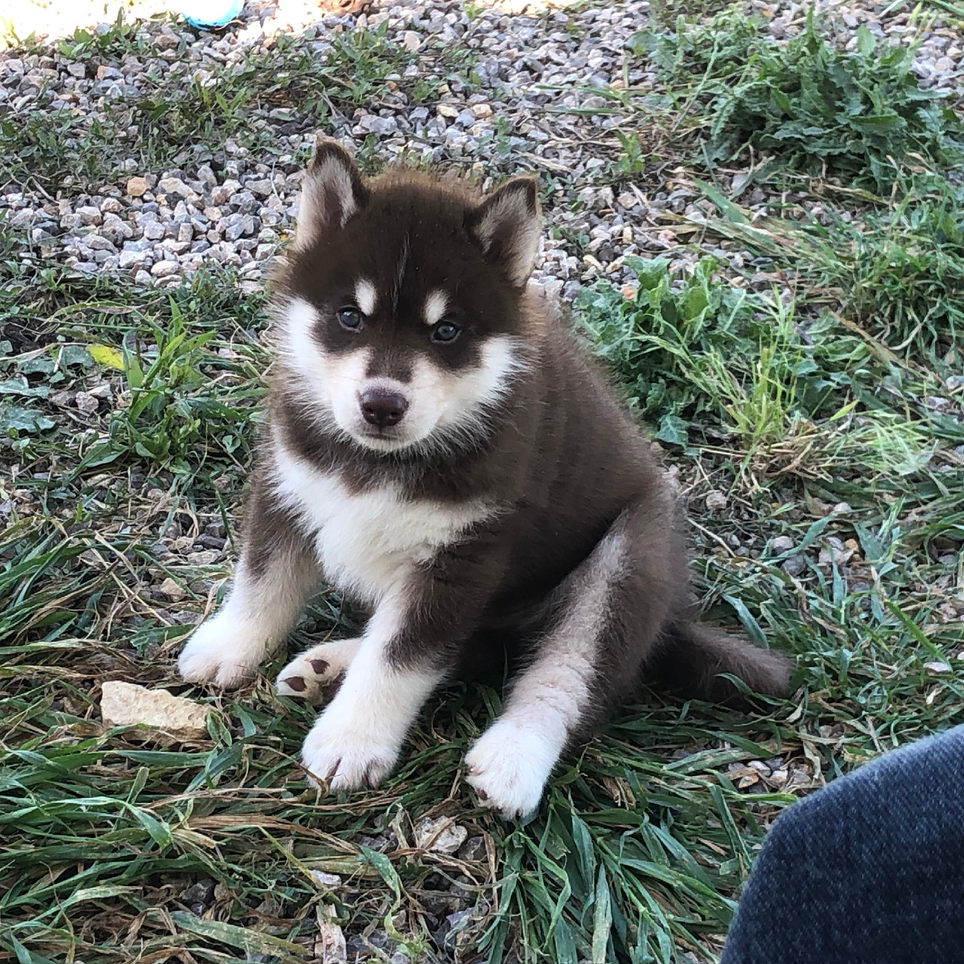 Of The Southern Mountain - Chiots disponibles - Siberian Husky