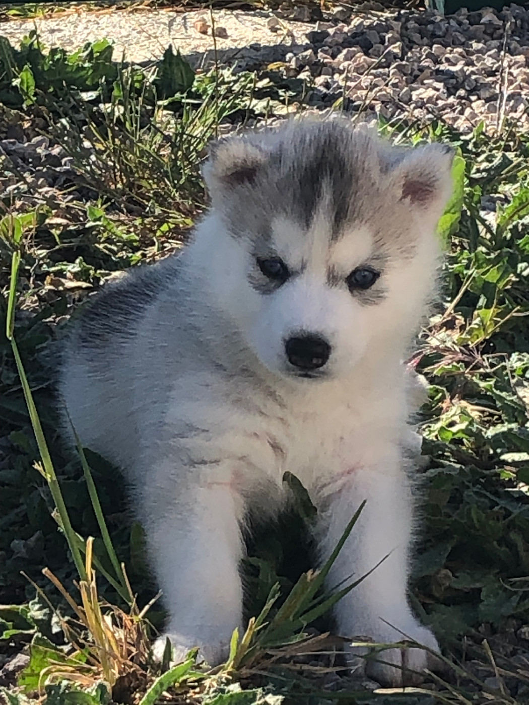 Of The Southern Mountain - Chiots disponibles - Siberian Husky